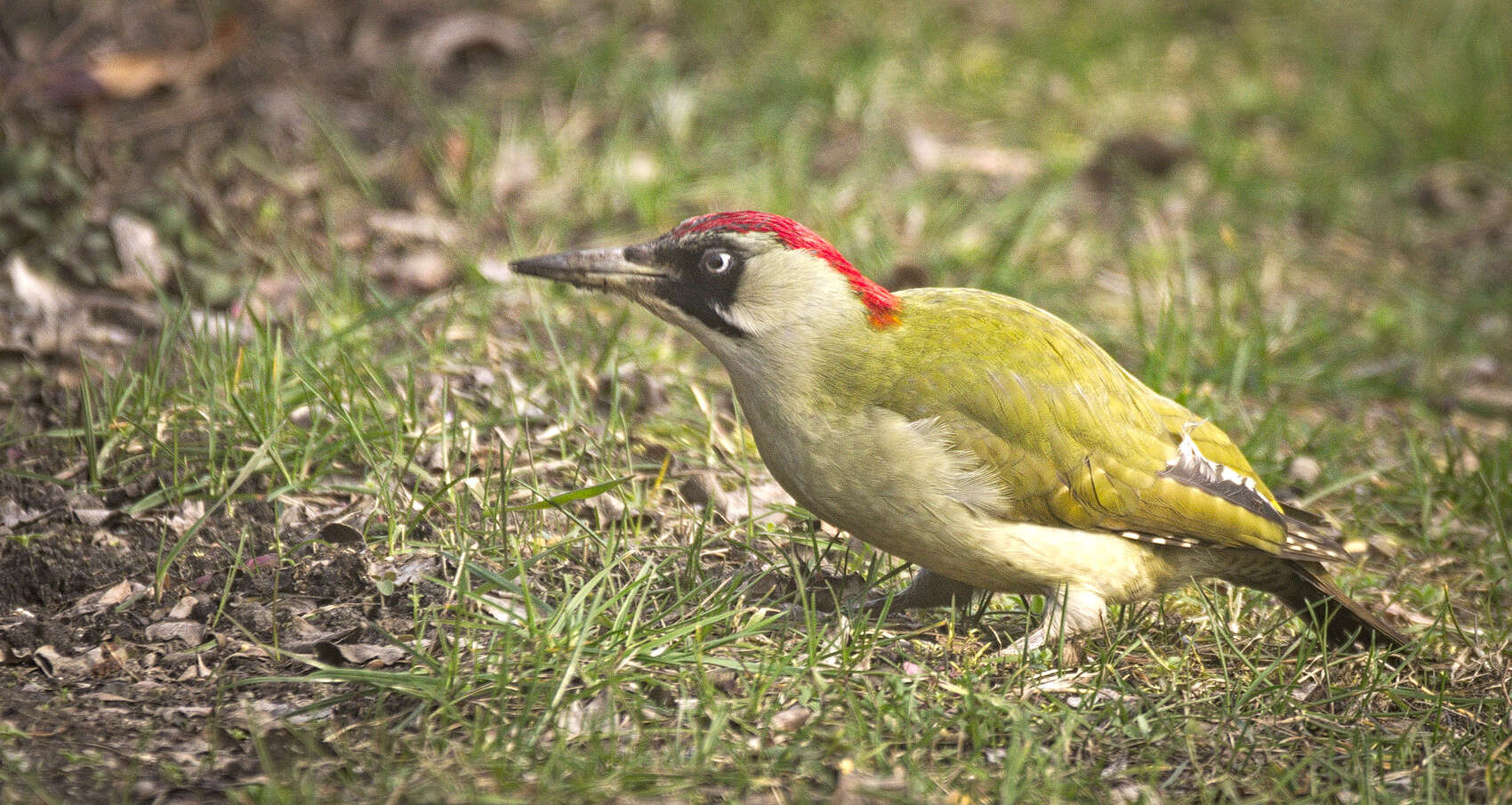 Image of Eurasian Green Woodpecker