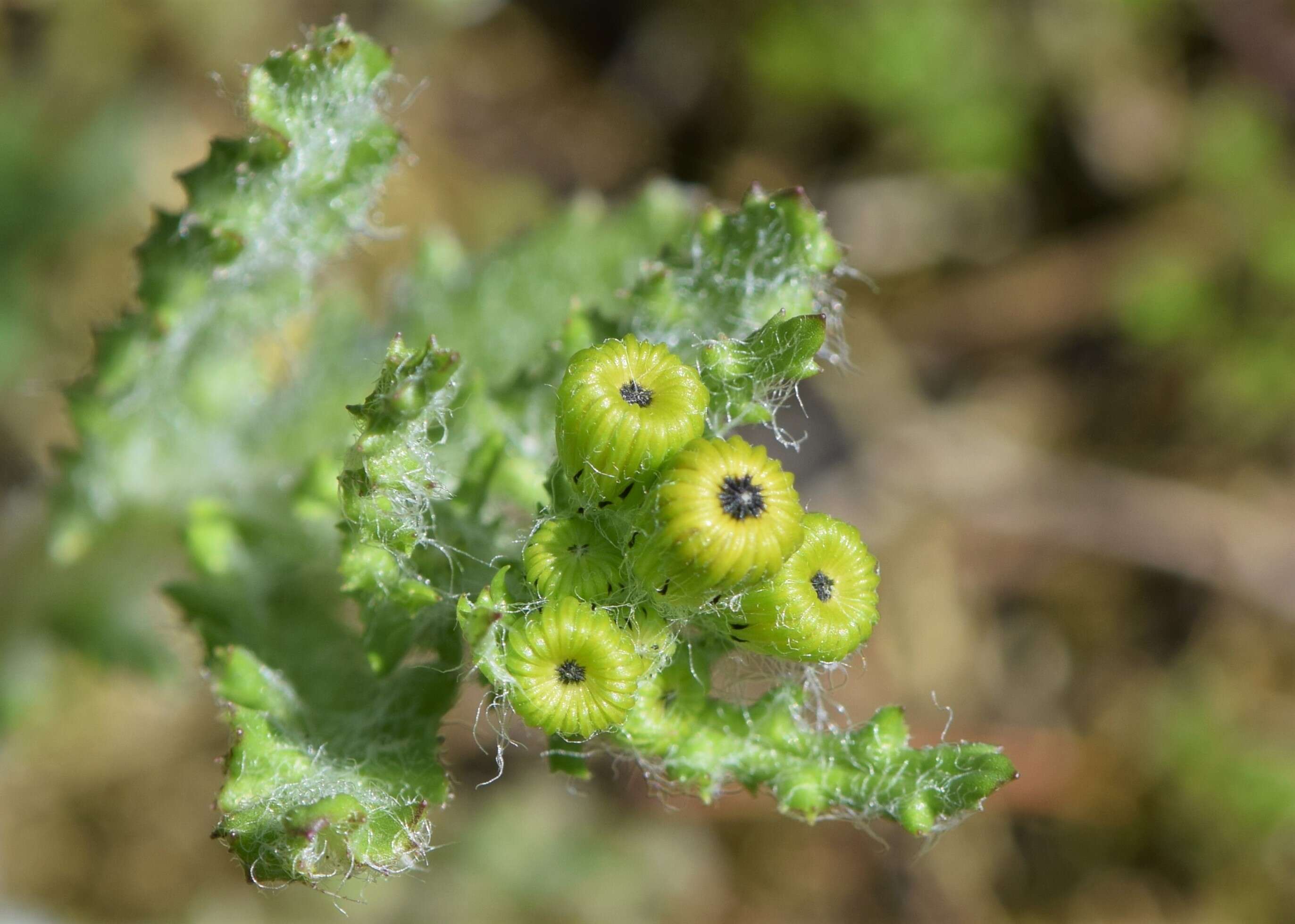 Image of eastern groundsel