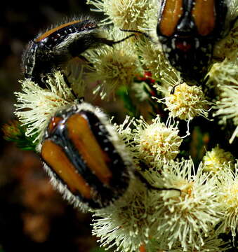 Imagem de Trichostetha