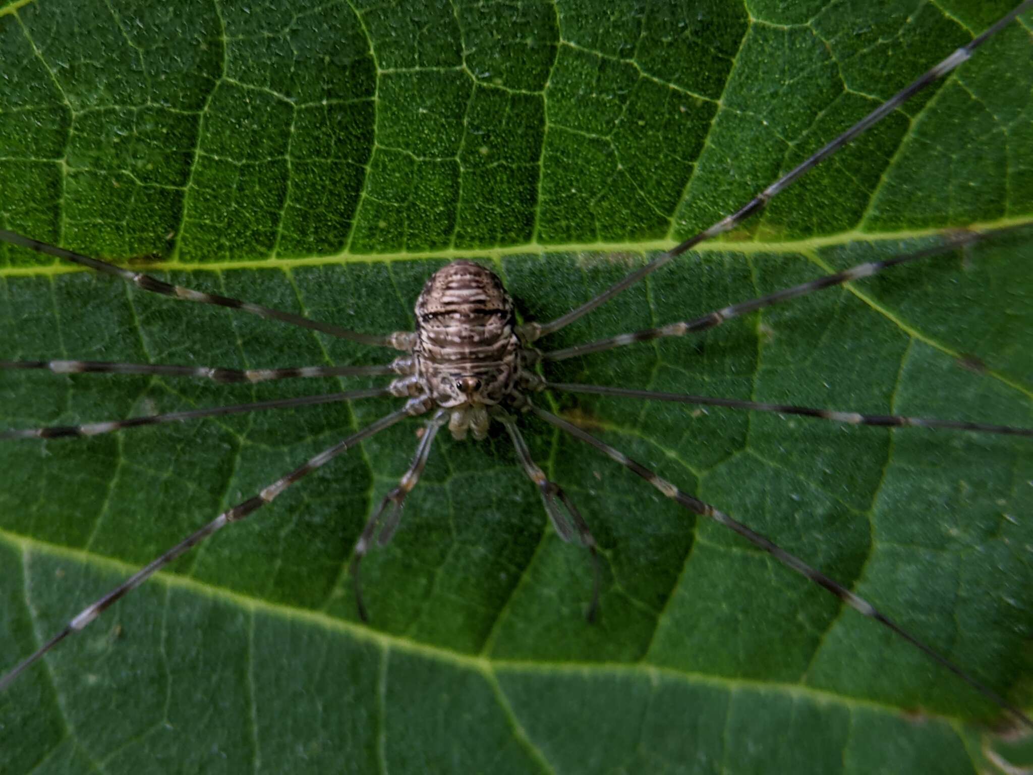 Sivun Dicranopalpus ramosus kuva