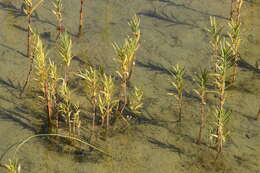 Image of Tufted Loosestrife