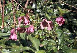 Image of lenten-rose