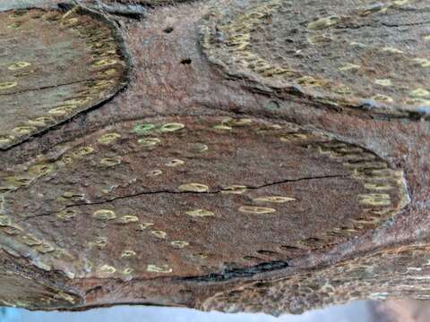 Image of Lacy Tree Fern