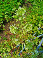 Imagem de Silene baccifera (L.) Roth