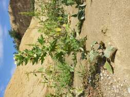 Image of black henbane