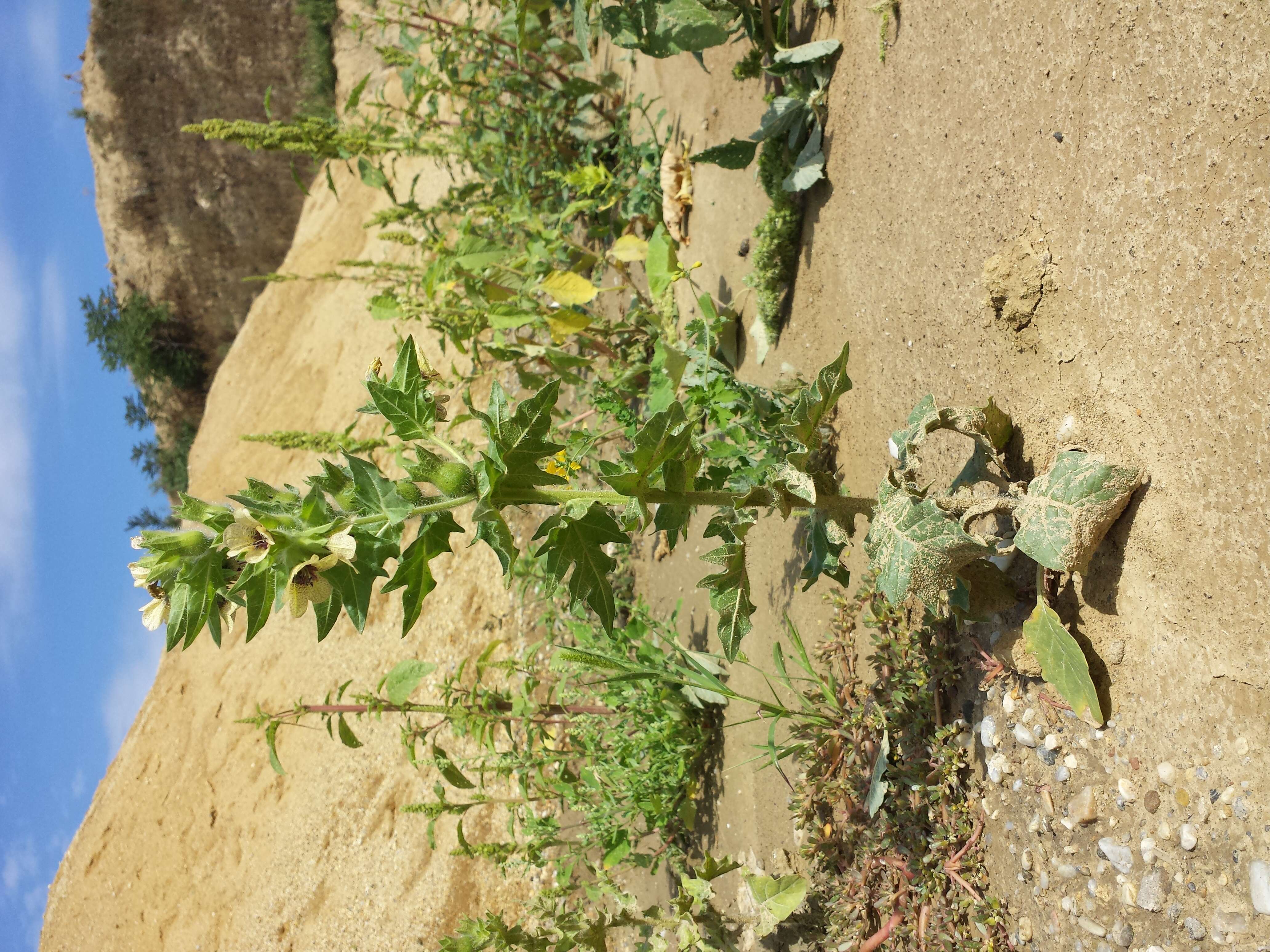 Image of black henbane