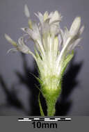 Image of Petasites albus (L.) Gaertn.