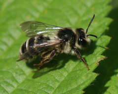 Image of Andrena denticulata (Kirby 1802)