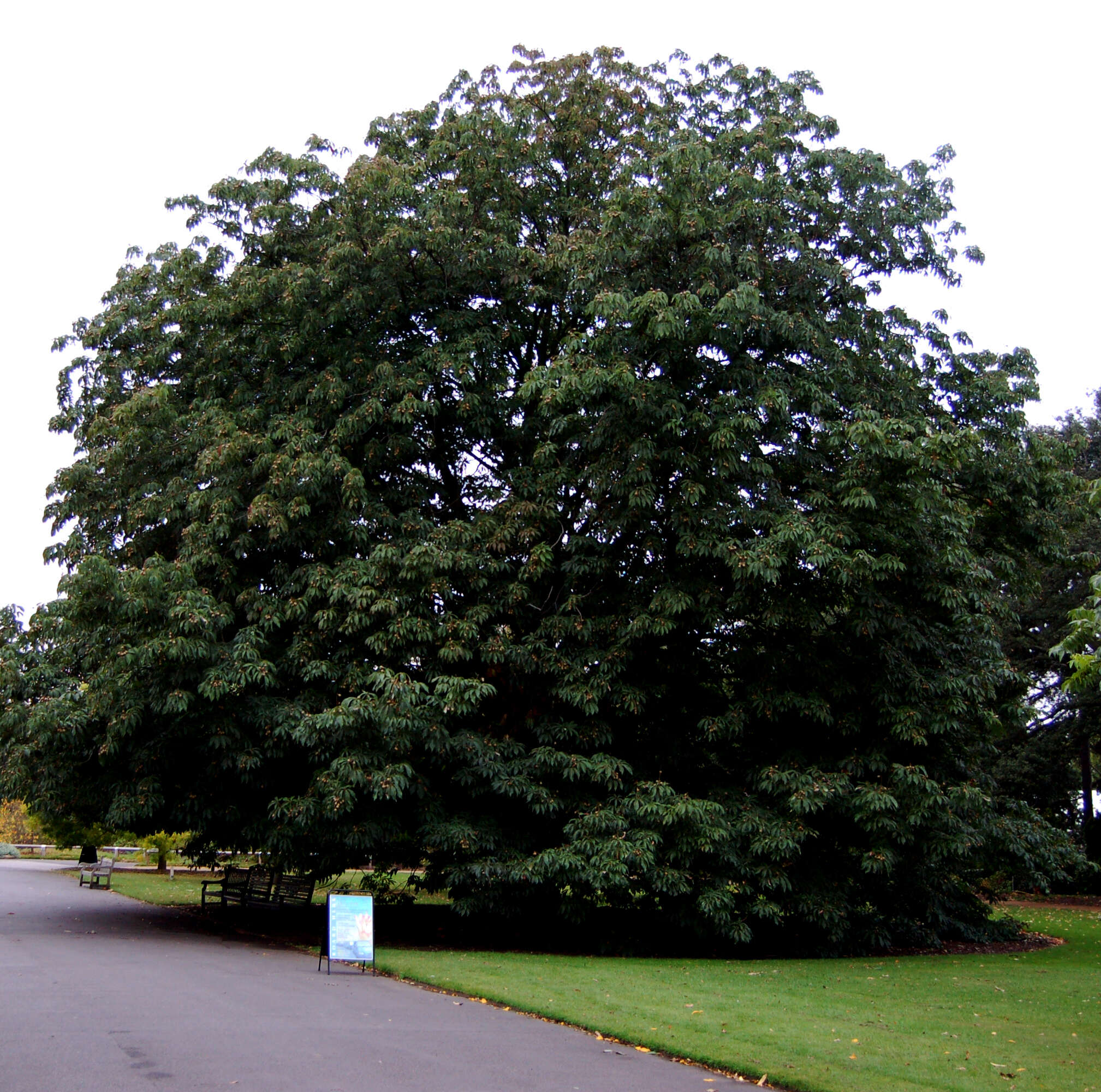 Imagem de Aesculus indica (Colebr. ex Cambess.) Hook.