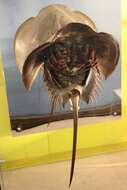 Image of Horseshoe Crab