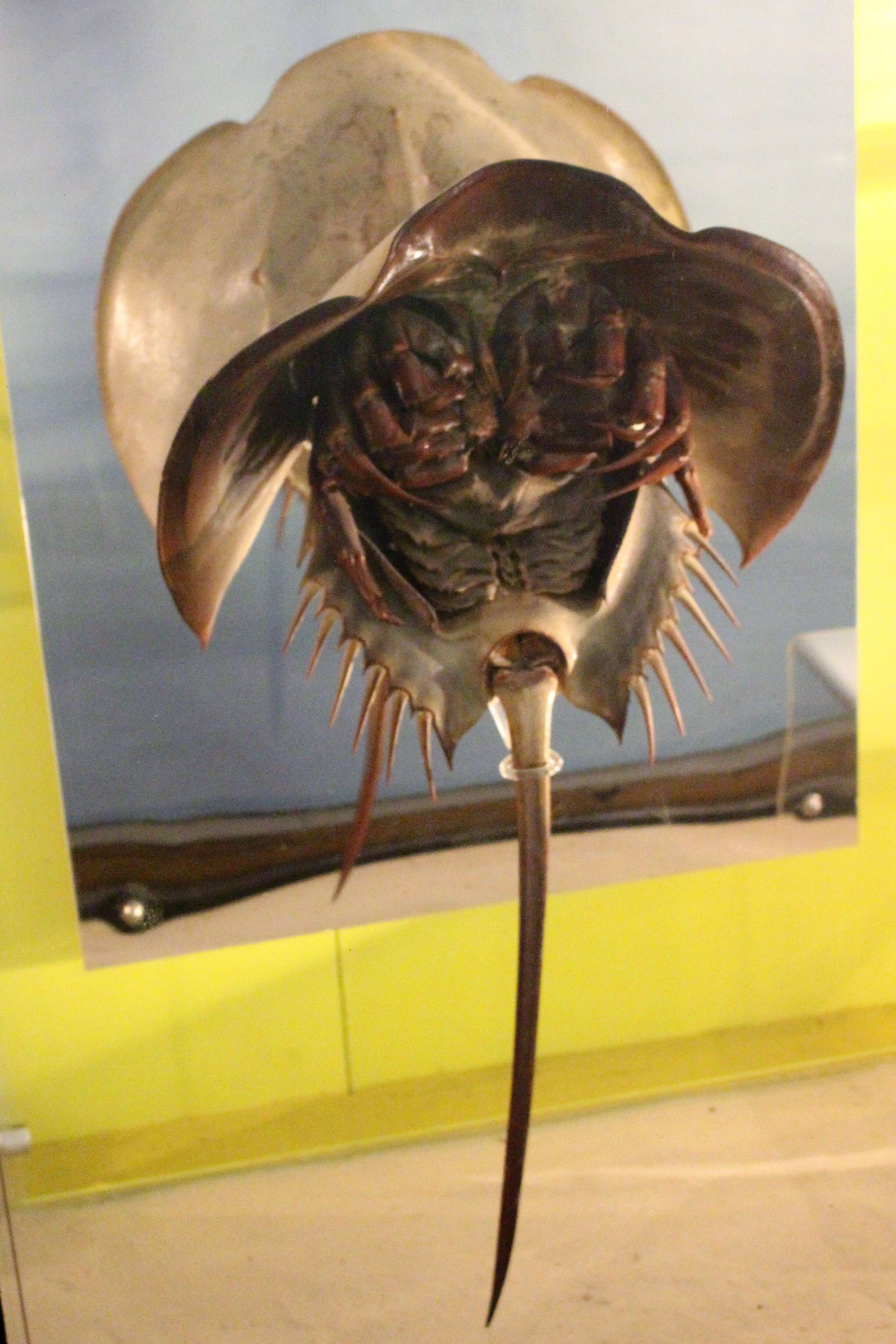 Image of Horseshoe Crab