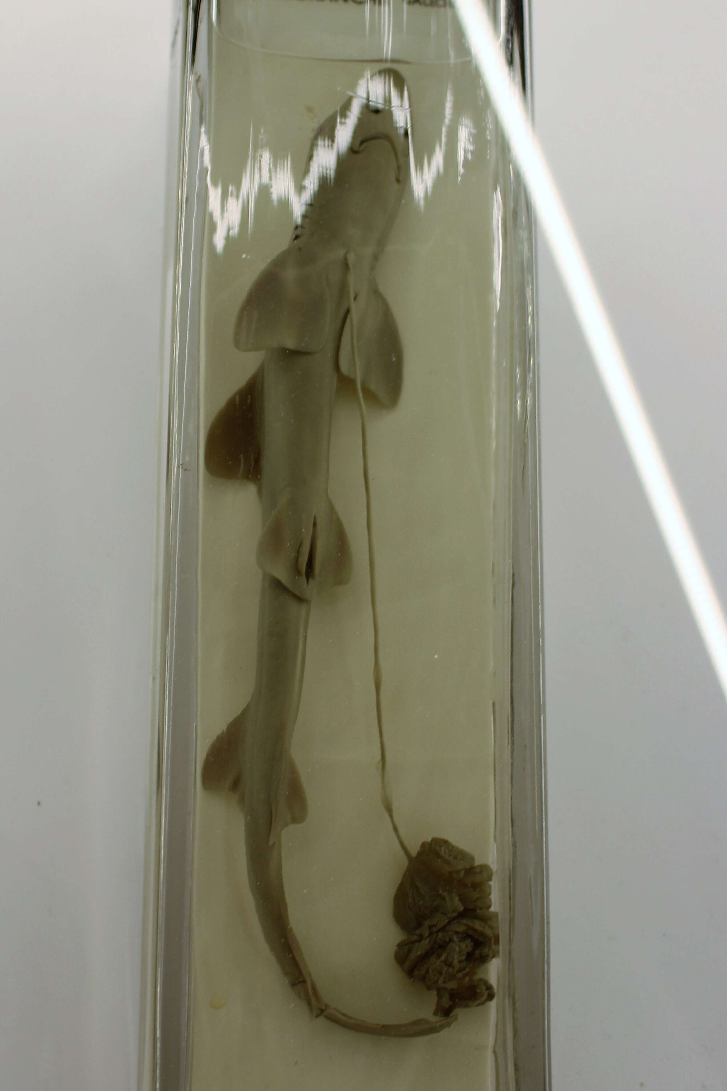 Image of Common Smoothhound