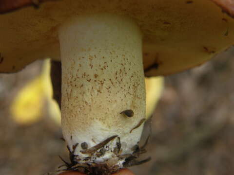 Image of Suillus granulatus (L.) Roussel 1796