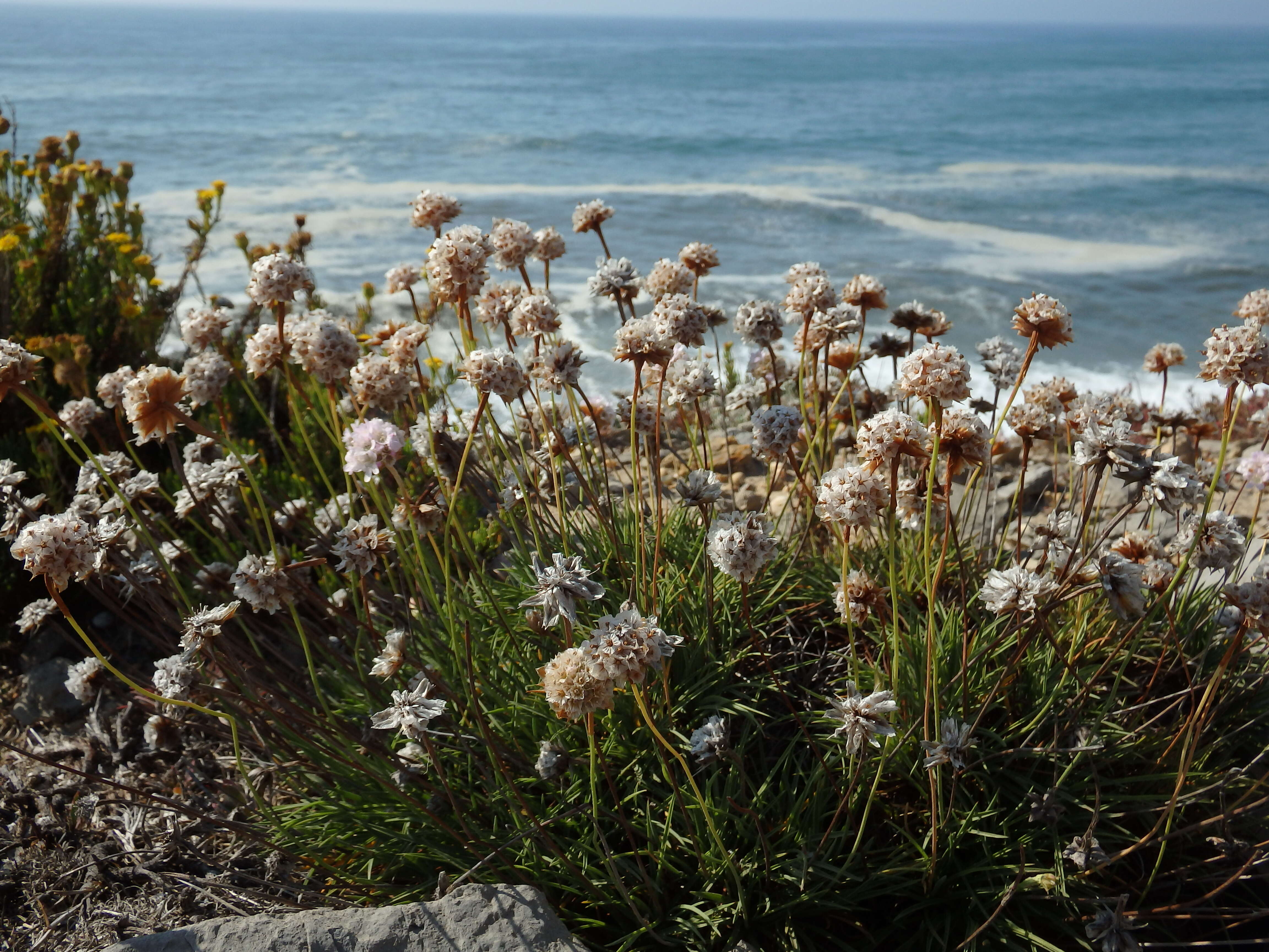 Image of Armeria welwitschii Boiss.