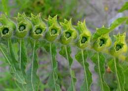 Image of black henbane