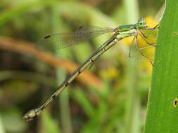 Image of Lestes temporalis Selys 1883