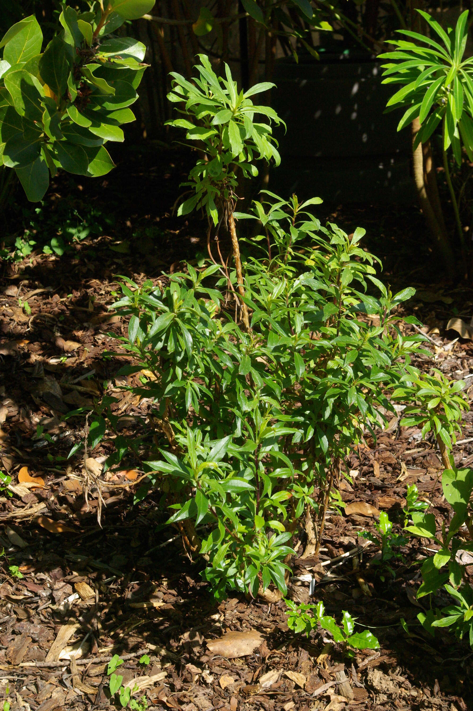 Imagem de Digitalis canariensis L.