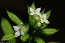 Image of Goosegrass