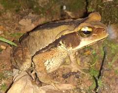 صورة Rhinella ornata (Spix 1824)