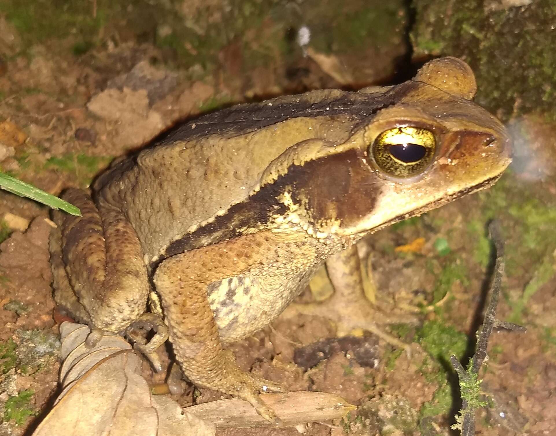 صورة Rhinella ornata (Spix 1824)