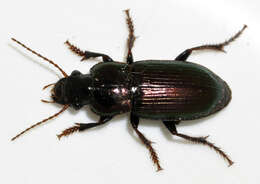 Image de Harpalus (Harpalus) distinguendus (Duftschmid 1812)