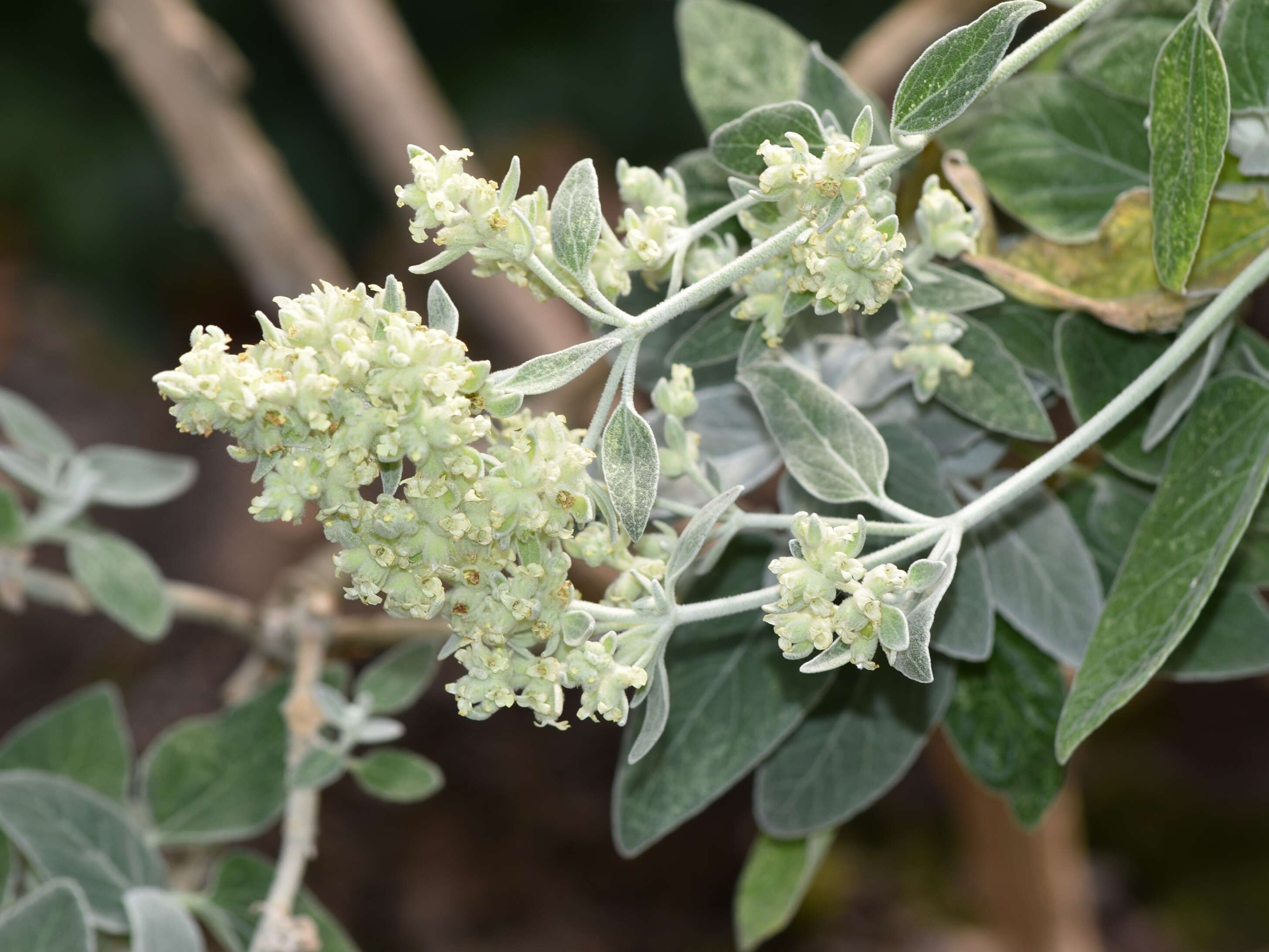 Image of Sideritis candicans Aiton