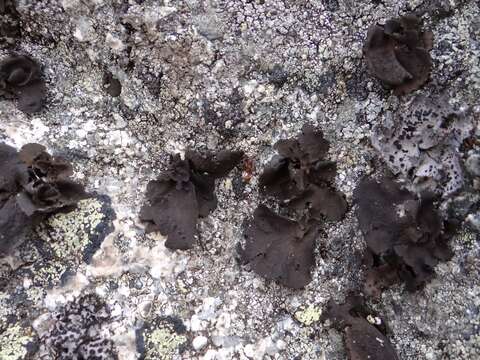 Image of Petaled rock tripe lichen