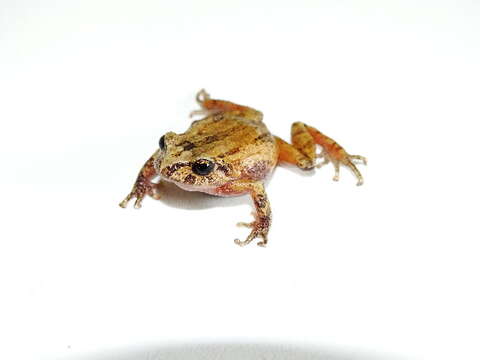 Image of Bogota Robber Frog