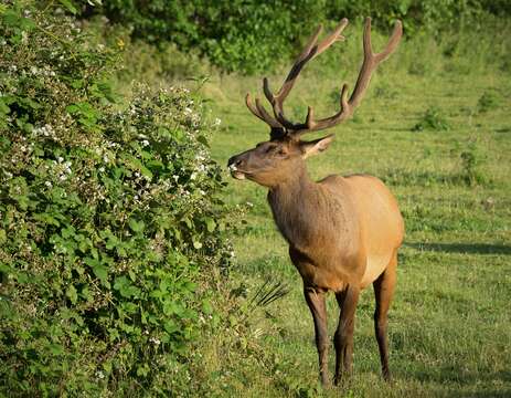 Image of Cervus canadensis roosevelti