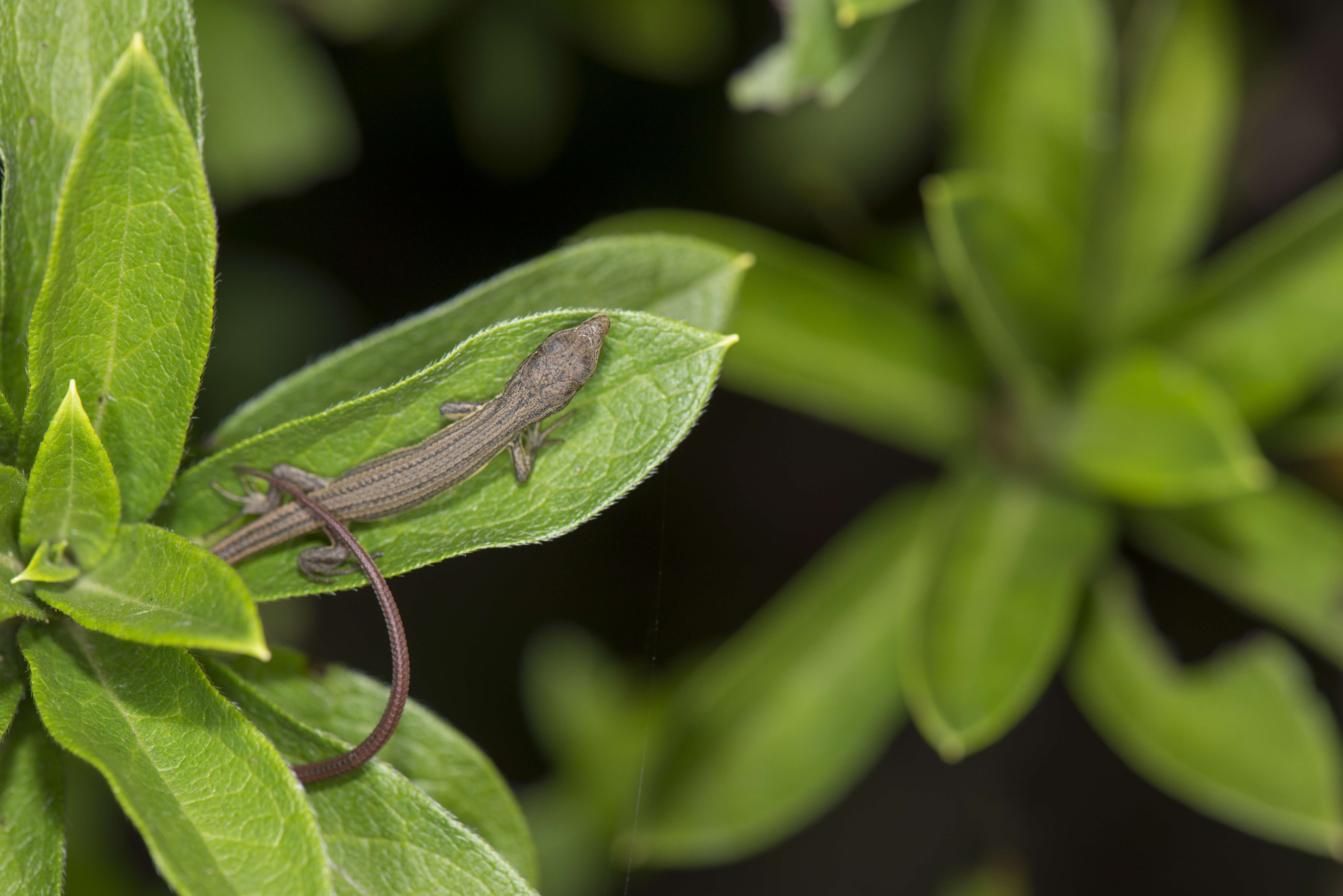 Takydromus viridipunctatus Lue & Lin 2008 resmi