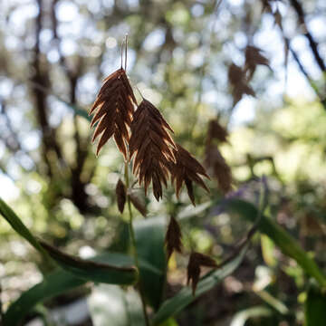 Imagem de Chasmanthium latifolium (Michx.) H. O. Yates