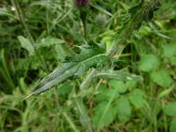 Image of Spear Thistle