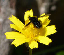 Image of Bombyliinae