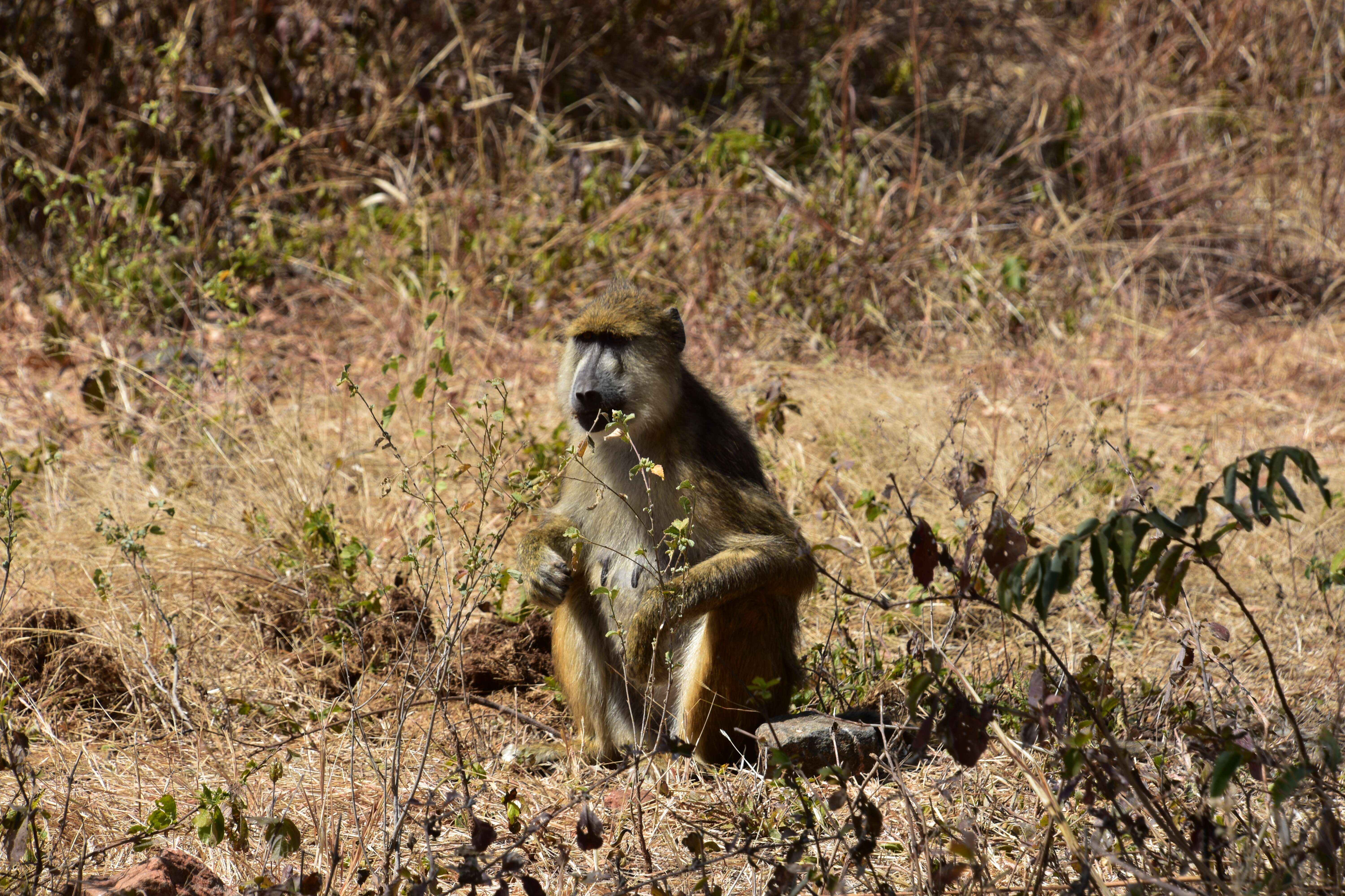 Image of Yellow Baboon