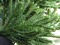 Juniperus bermudiana L. resmi