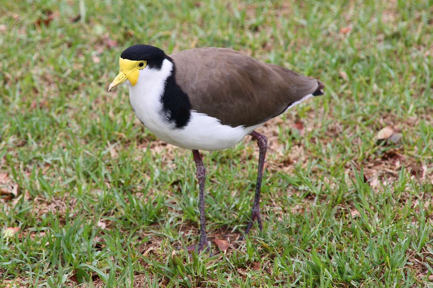 Image of Masked Lapwing