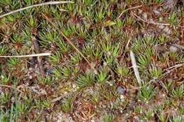 Image of Polytrichum moss