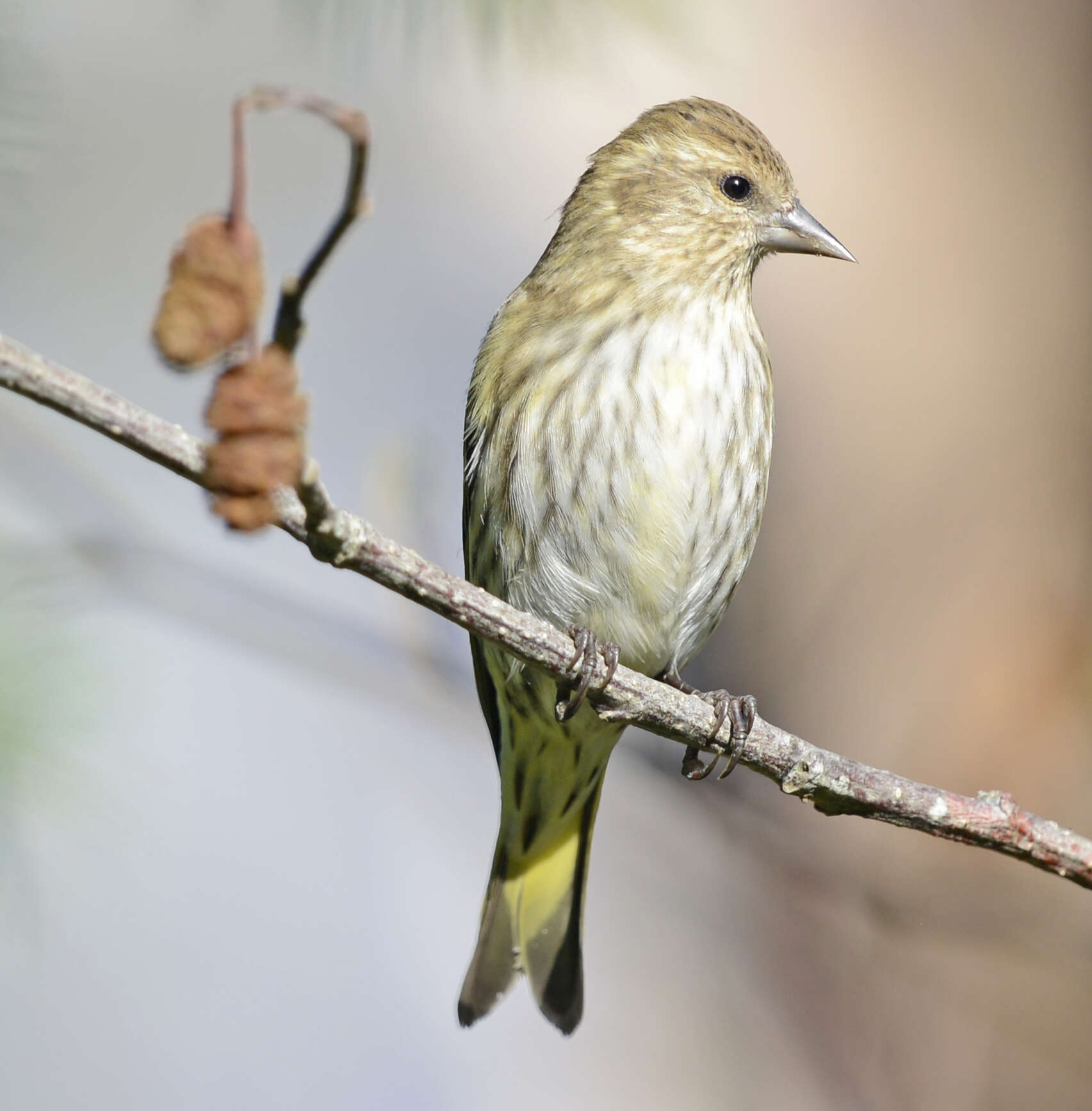 Image of Pine Siskin