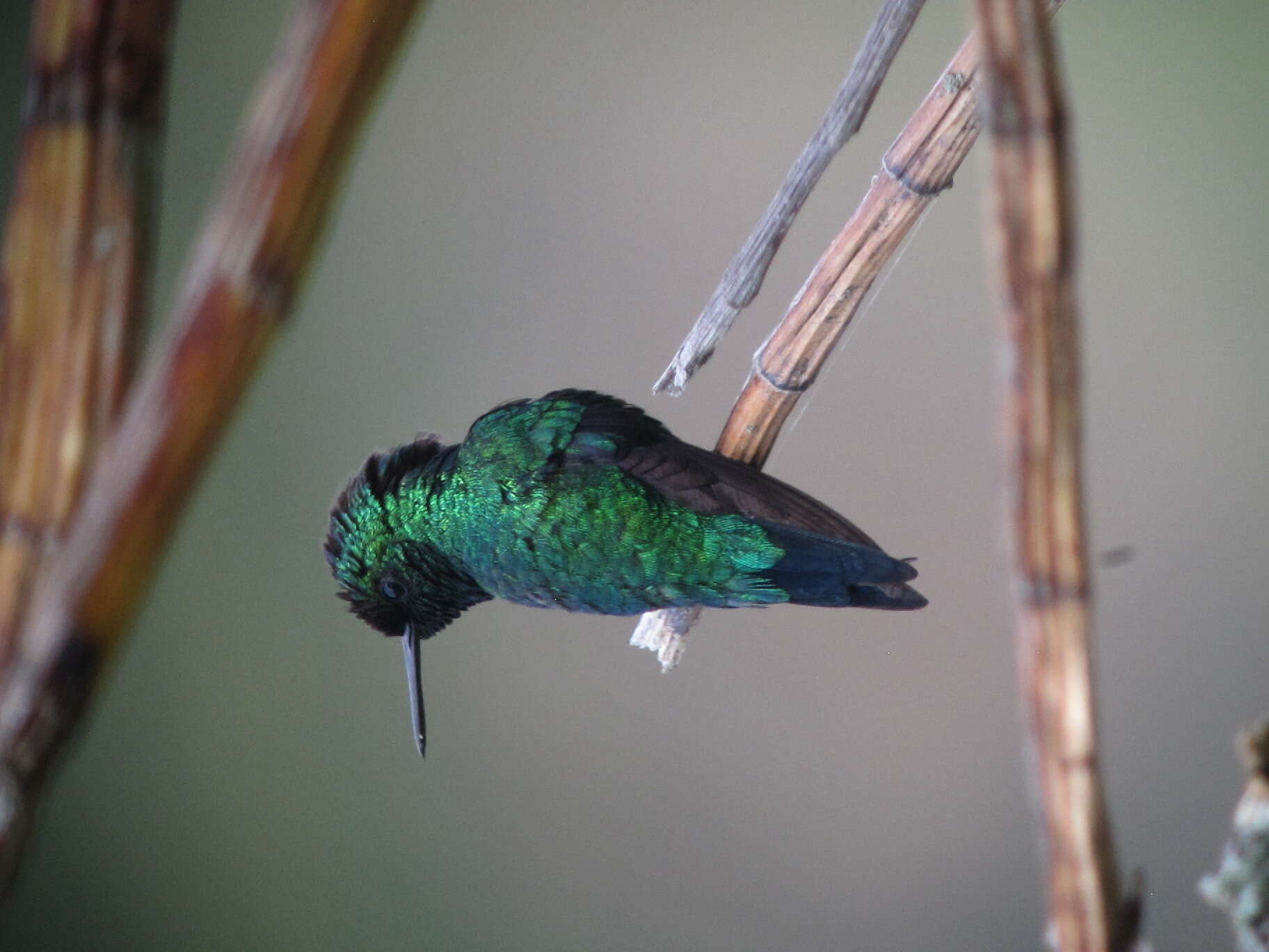 Image of Western Emerald