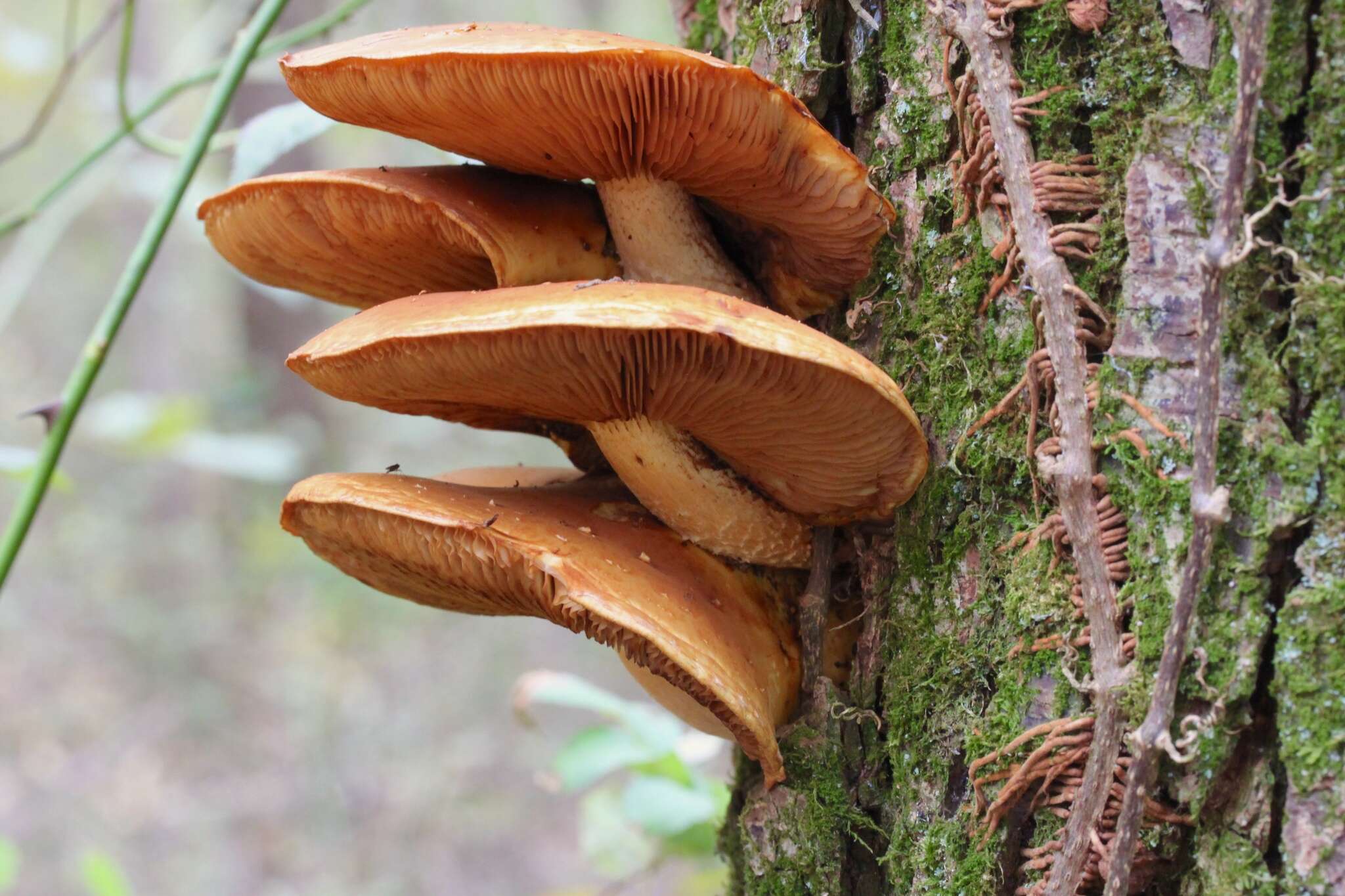 Plancia ëd Pholiota aurivella (Batsch) P. Kumm. 1871