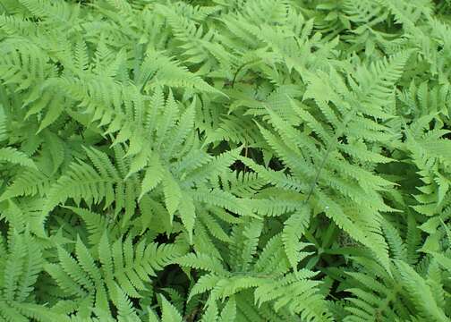 Image of Beech Fern