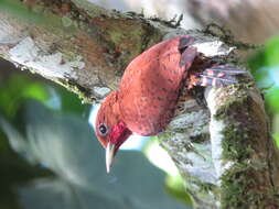 Image of Cinnamon Woodpecker