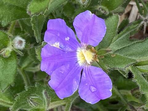 Imagem de Scaevola striata R. Br.