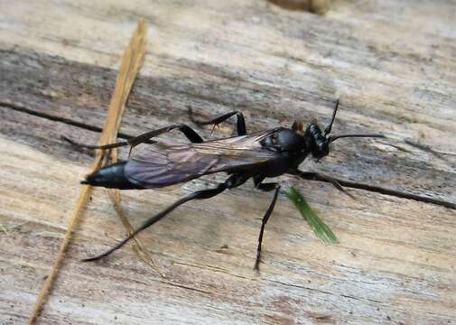 Image of Stenichneumon culpator (Schrank 1802)