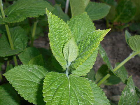 Image of Nepeta subsessilis Maxim.