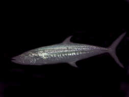 Image of Narrow-barred Spanish Mackerel