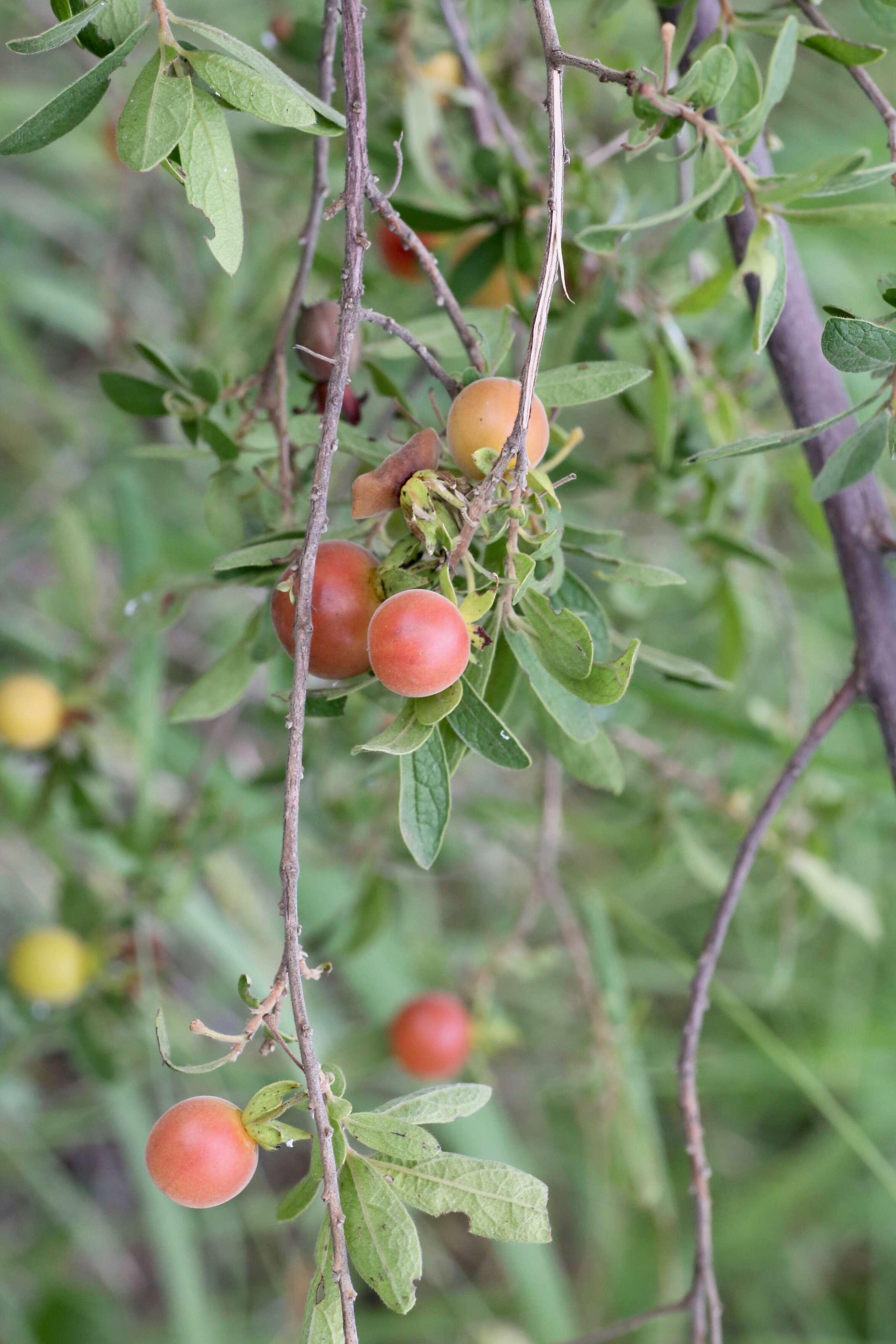 Diospyros lycioides Desf.的圖片