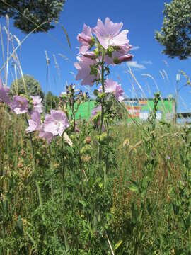 Image of musk mallow