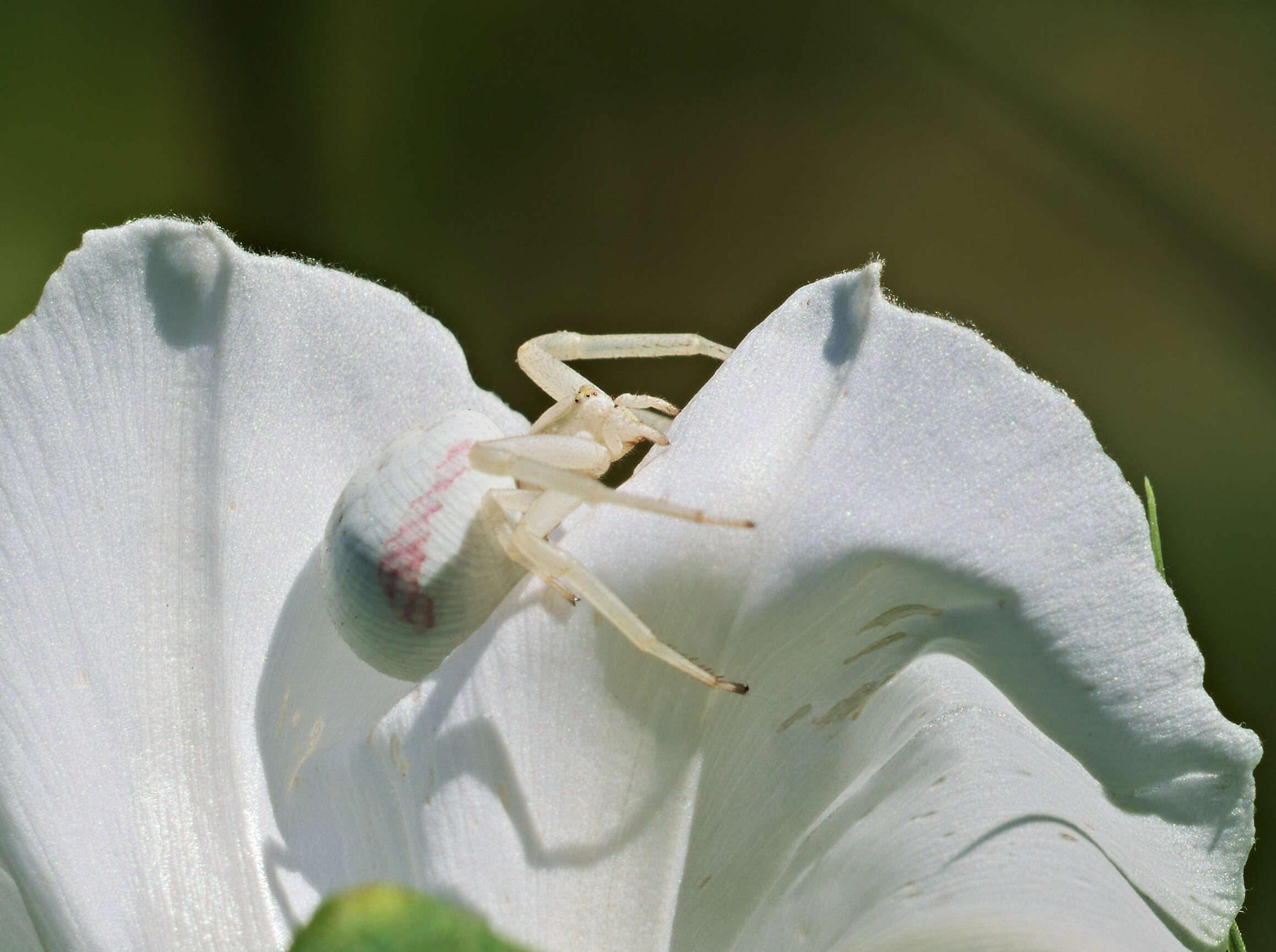 Image of Flower Crab Spiders