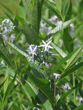 Plancia ëd Amsonia ciliata Walt.